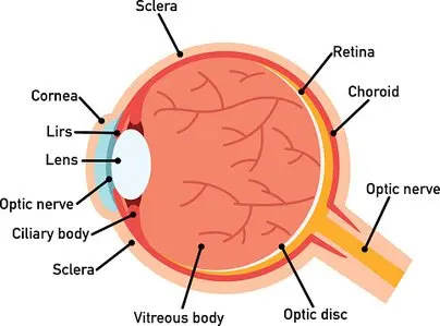 Eye Structure