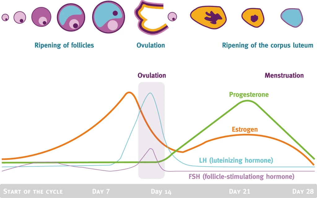 Follicular phase